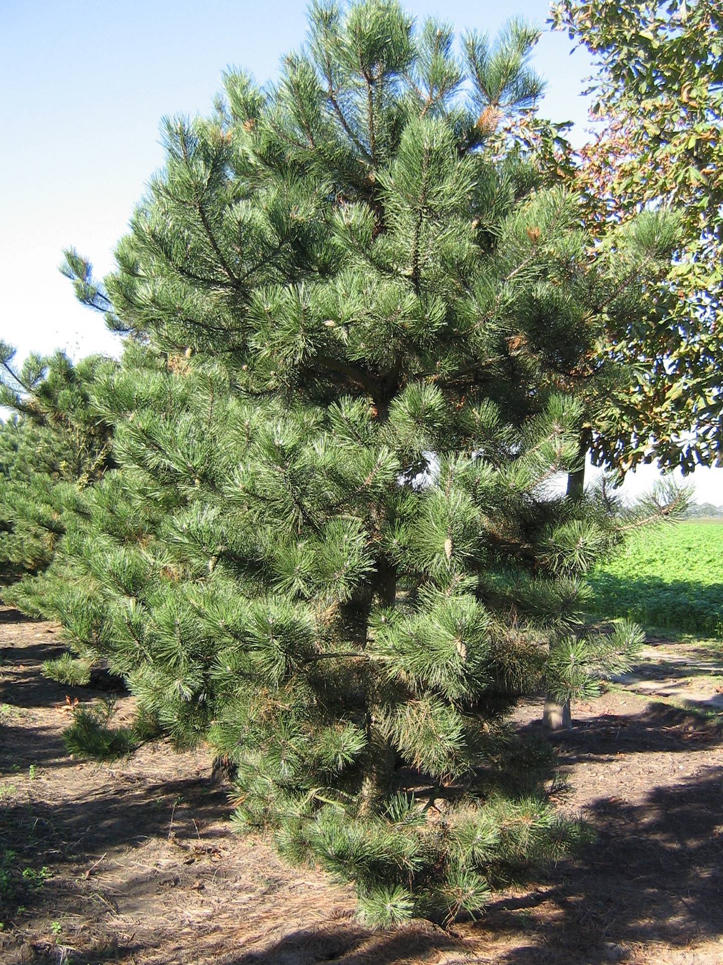 Pinus nigra nigra_17
